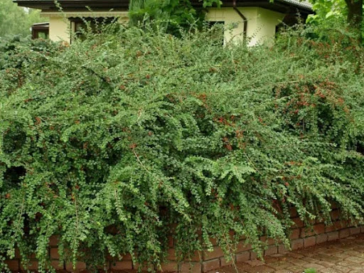 Кизильник горизонтальный (Cotoneaster horizontalis) семена 20 шт. + подарок | Дом и сад