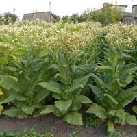 Табак "вирджиния", в упаковка триста семян, хорошая культура для курильщиков#2