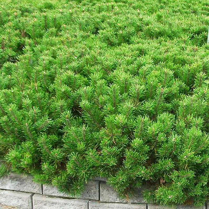 Сосна горная Мугус СЕМЕНА (Pinus mugo mughus) (20 семян) Семена деревьев и кустарников |