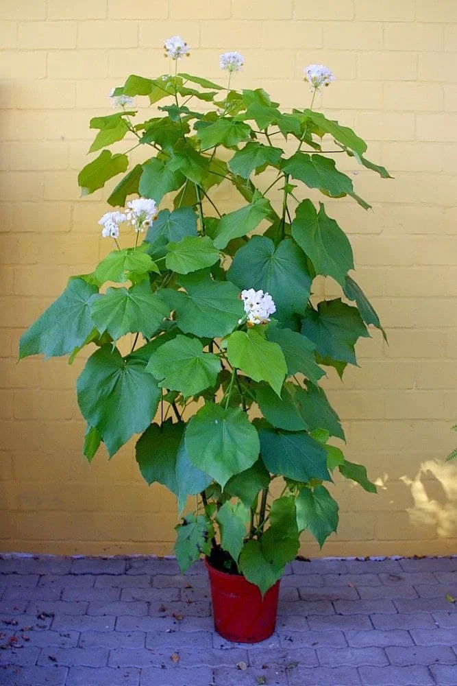 Растение комнатная липка. Липа спармания. Спармания африканская липка. Спармания (комнатная липа). Растение комнатная липка.