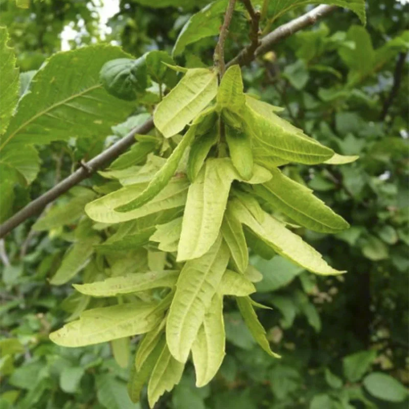 Граб Европейский Carpinus betulus - Семена 25шт + подарок | Дом и сад