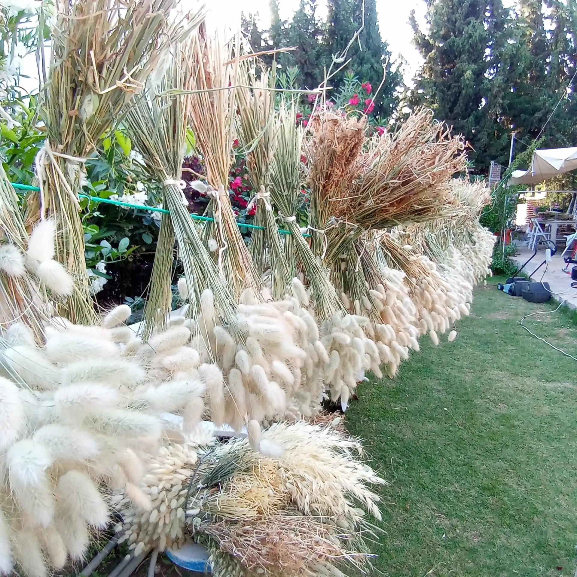 

White Dried Hare's tail grass White Lagurus 15g Dried flowers Arrangements Wedding Flowers dried Bouquet Home Decor 60