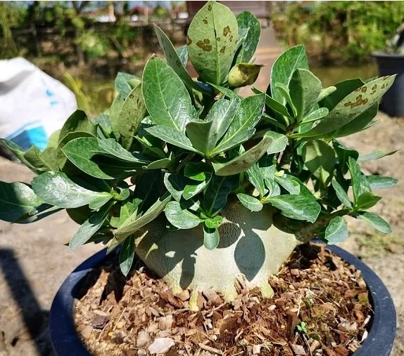 Адениум Арабикум смесь семян 10 шт Адениум АРАБИКУМ on.