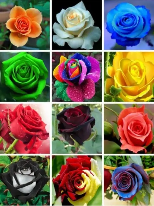 

12 Kinds of 24 Mixed Rose Seeds Package beautiful and colorful roses for paradise garden