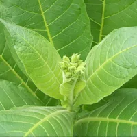 Табак "вирджиния", в упаковка триста семян, хорошая культура для курильщиков#5