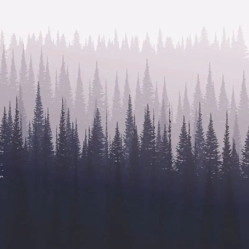 

Curtain Pine Forest in Winter Foggy Mountain Landscape Monochrome Nature Scene Gray Black Art Printed