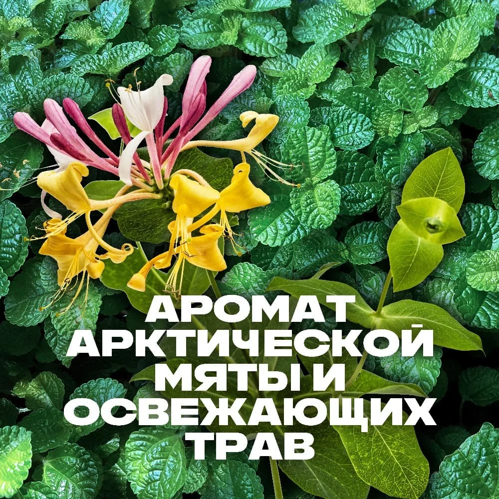 AXE гель для душа PHOENIX 250 мл | Красота и здоровье