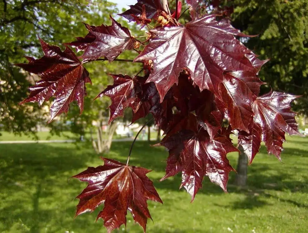 Клен Пурпурный &quotCrimson King” (Acer platanoides ɼrimson King') семена 20 шт. + подарок | Дом и сад