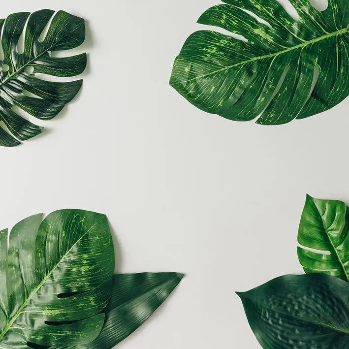 Занавеска тропические листья экзотическая природа джунгли большой лист