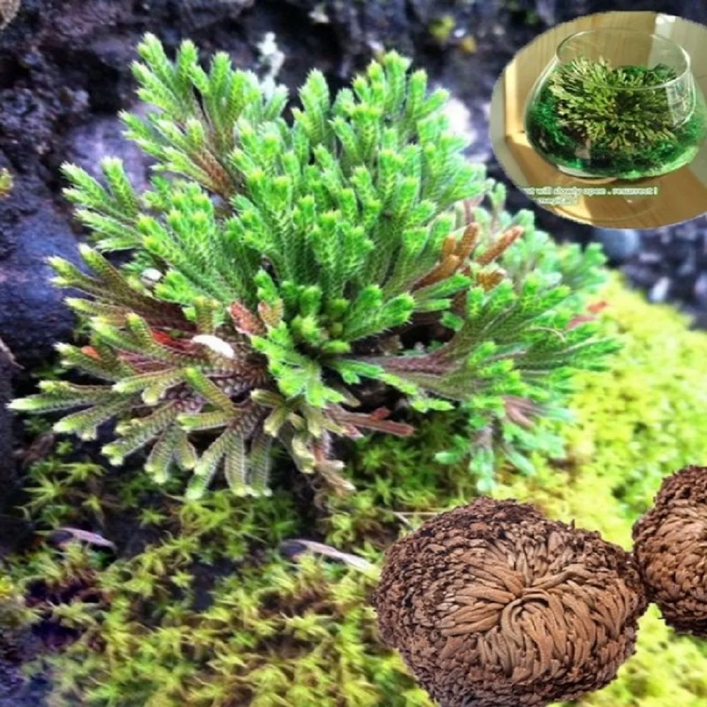 

Selaginella Moss-Spike moss jericho plant resurrection plant 3 pcs