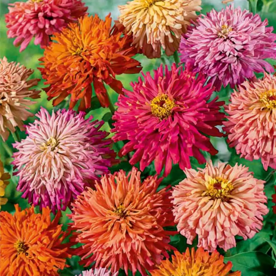 Цинния Супер Йога смесь (гигантские цветки, идеальна для срезки) Однолетники 4. 