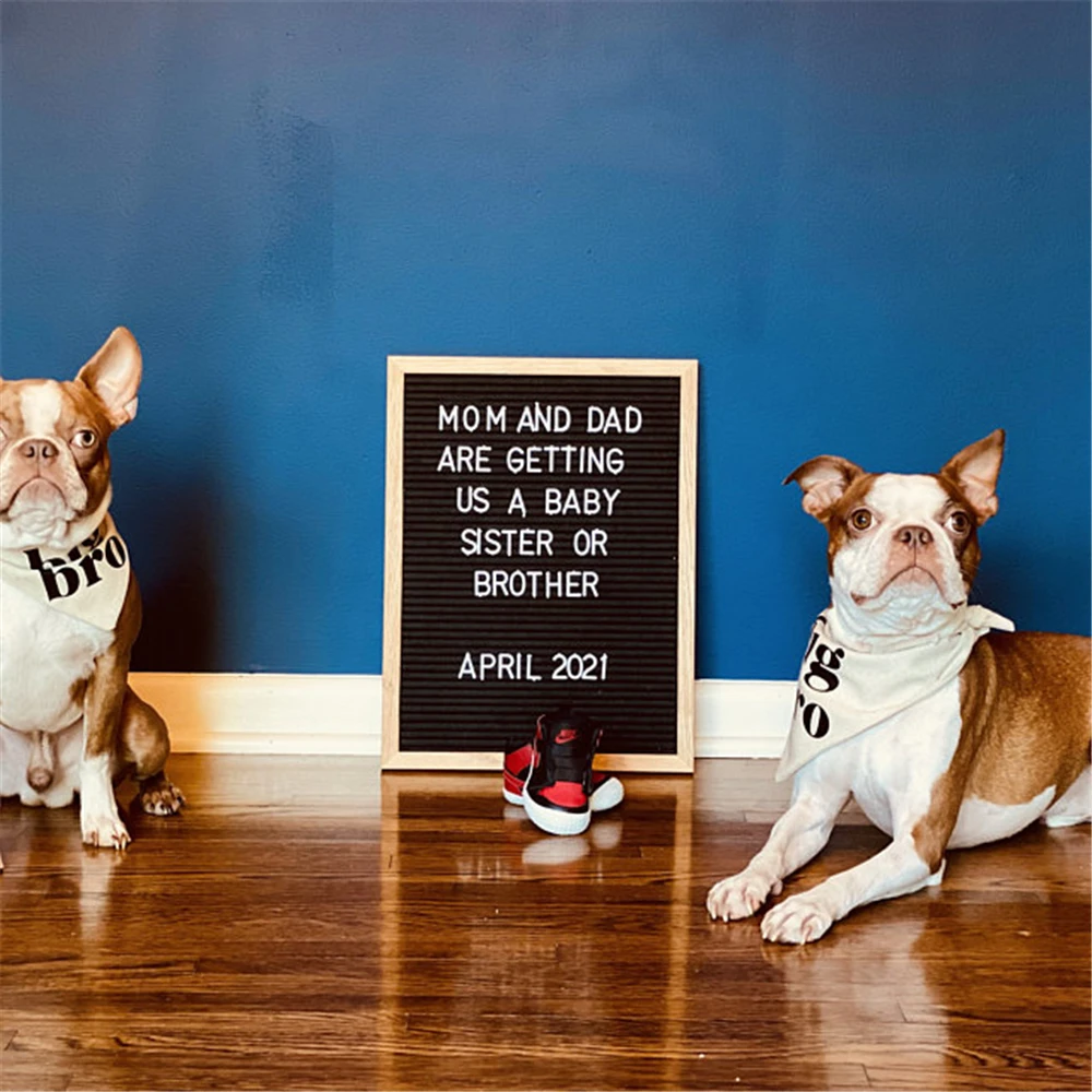 Precio perro bandana nuevo bebe