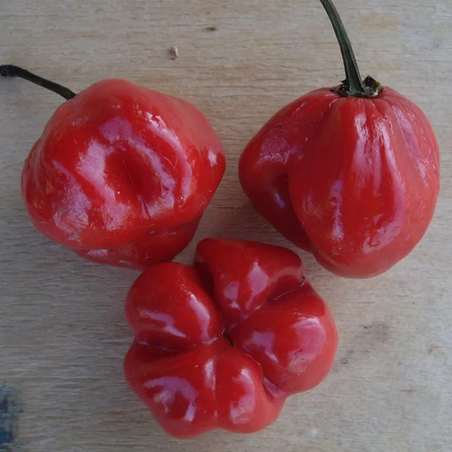 СЕМЕНА Перец Hot pepper Saint Lucia 5 ШТ Семена  | Семена -1005002228450729