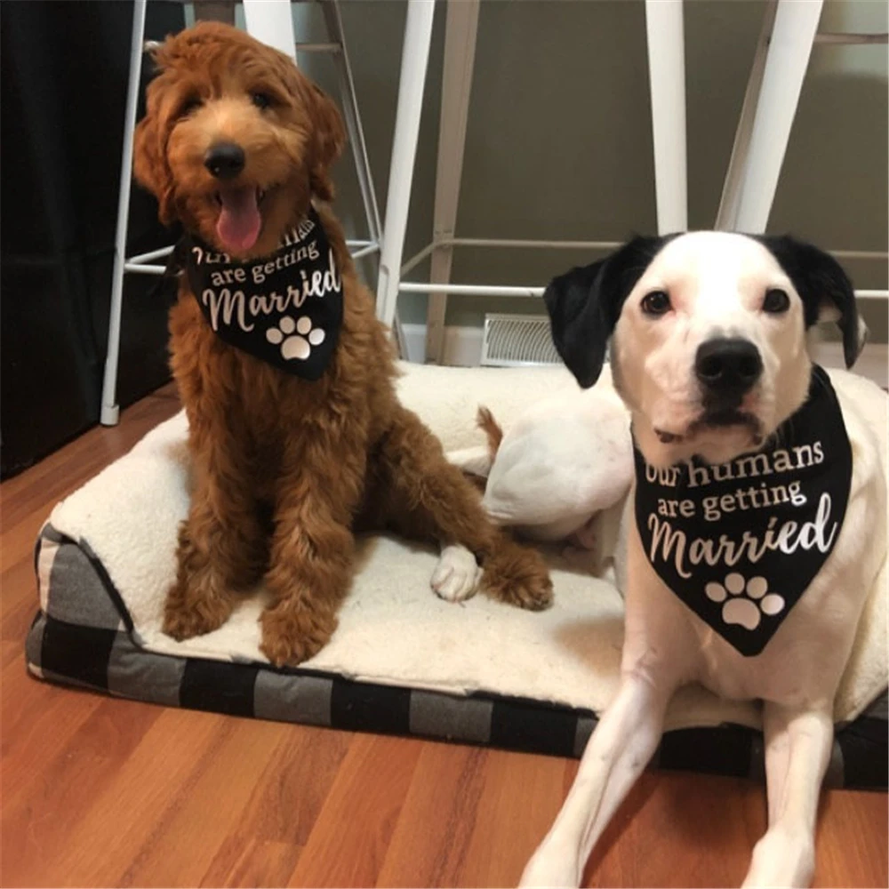 Online pañuelos de perro para el compromiso
