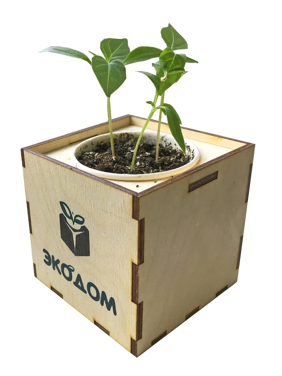 Подарочный набор для выращивания в кубике (8х8 см) ЭкоДом &quotПерец чили&quot | Дом и