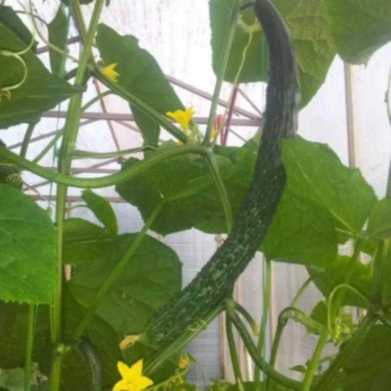 Chinese heat resistant F1 cucumber 0.2gr sedec N seeds dacha garden | Seeds