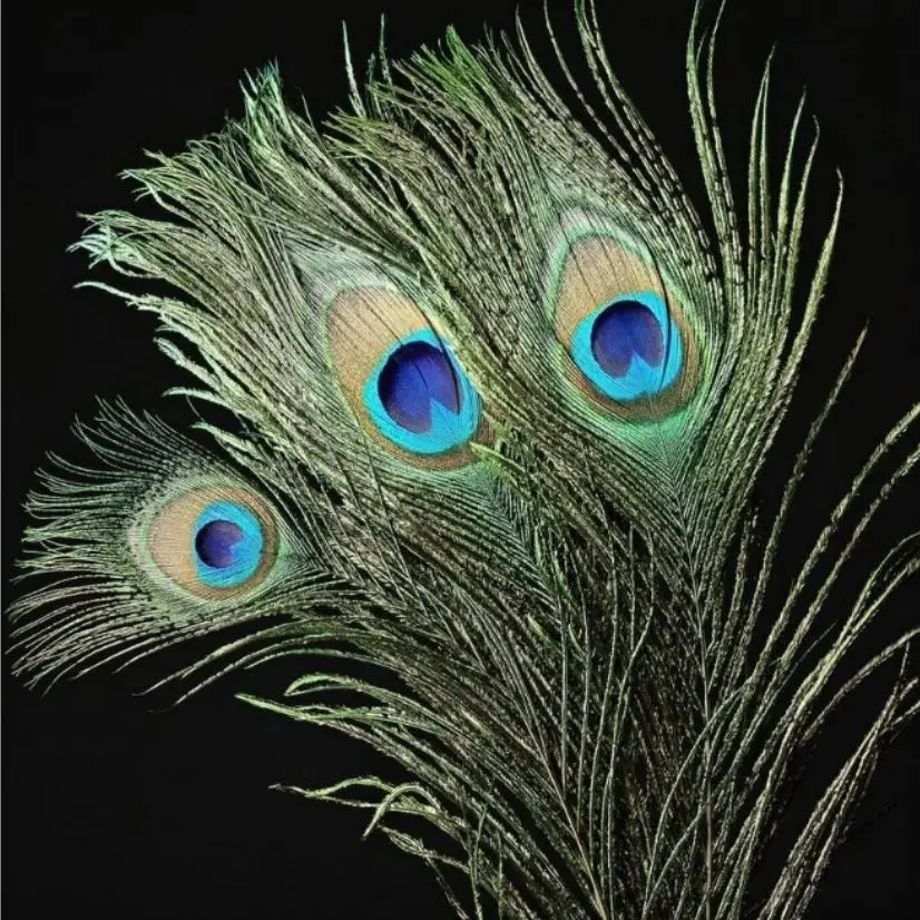 Big Eye Natural Peacock Feathers Pheasant Plumes For DIY Crafts Party Home Decoration Craft | Feather