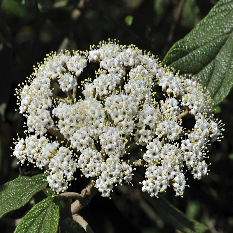 Калина Морщинолистная Viburnum rhytidophyllum 15шт + подарочные семена | Дом и сад