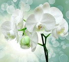 Фотообои категория Цветы арт. Т-175 Веточка орхидеи