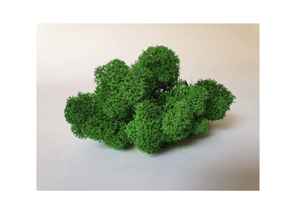 мох ягель 100гр зеленый лес. мох кочками + ягель. мох сфагнум. стабилизированный мох, зеленый. ягель олений мох.