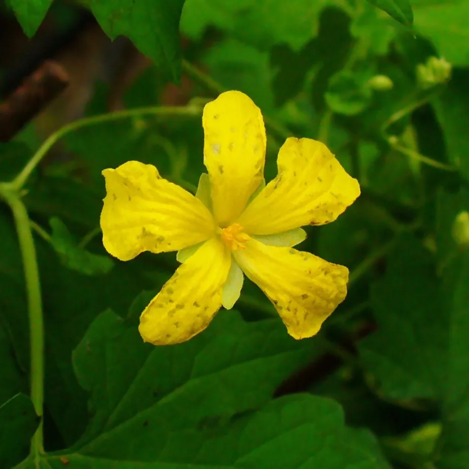Момордика сухая. Момордика огурец. Момордика харанция. Момордика харанция. Момордика харанция (bitter gourd).