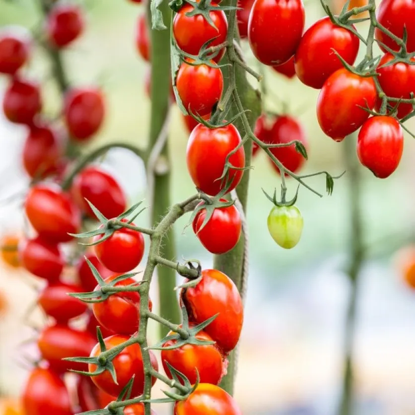 самые вкусные помидоры черри. помидоры черри. помидоры черри. помидор черри 1. черри сладкие на зиму без стерилизации помидоры.