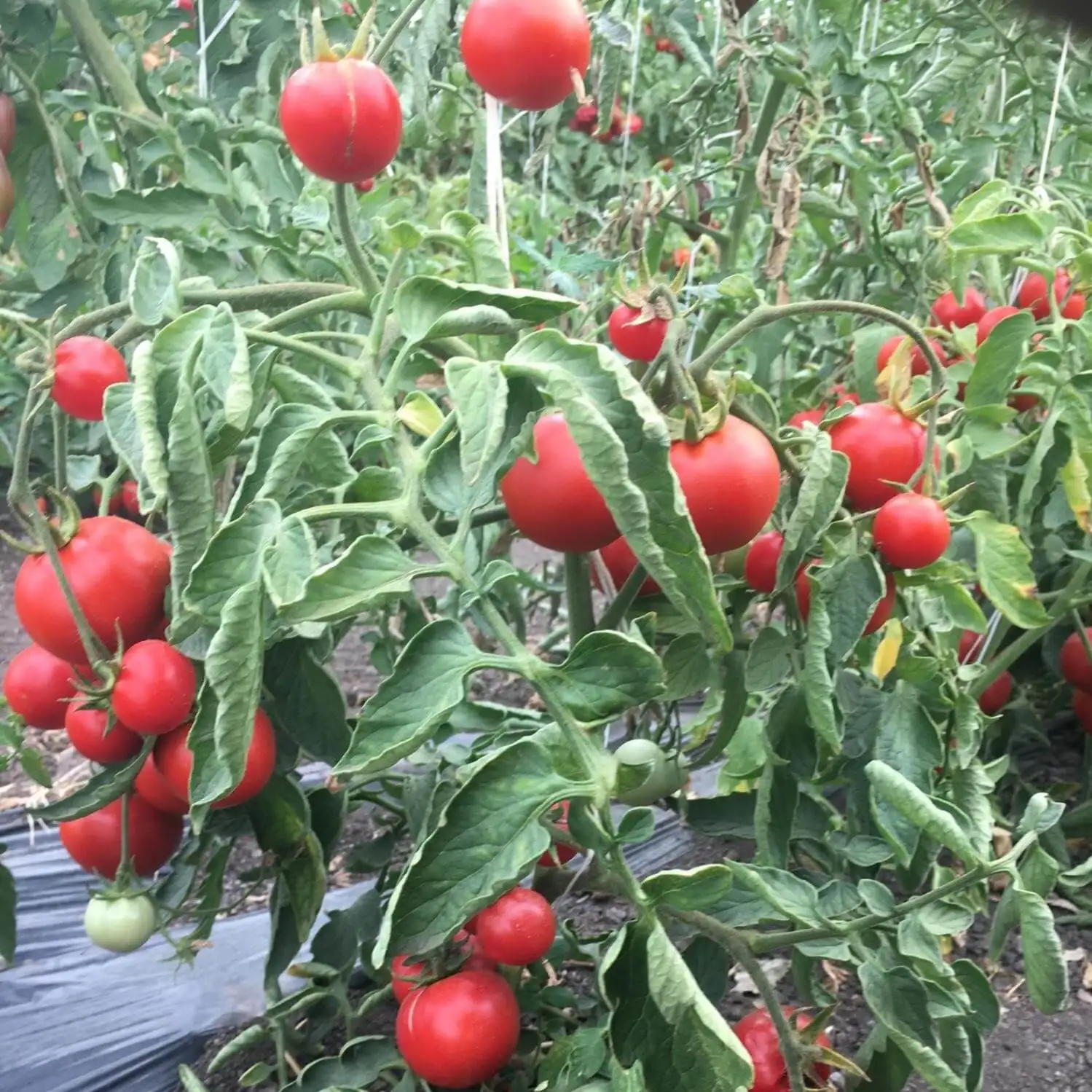 сорт томата ямал. помидоры ямал. помидоры ямал 200. ямал сорт помидор. ямал сорт помидор.