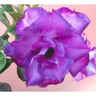 Адениум obesum Сортовые семена сорт DOUBLESIAMVIOLET 5 семян