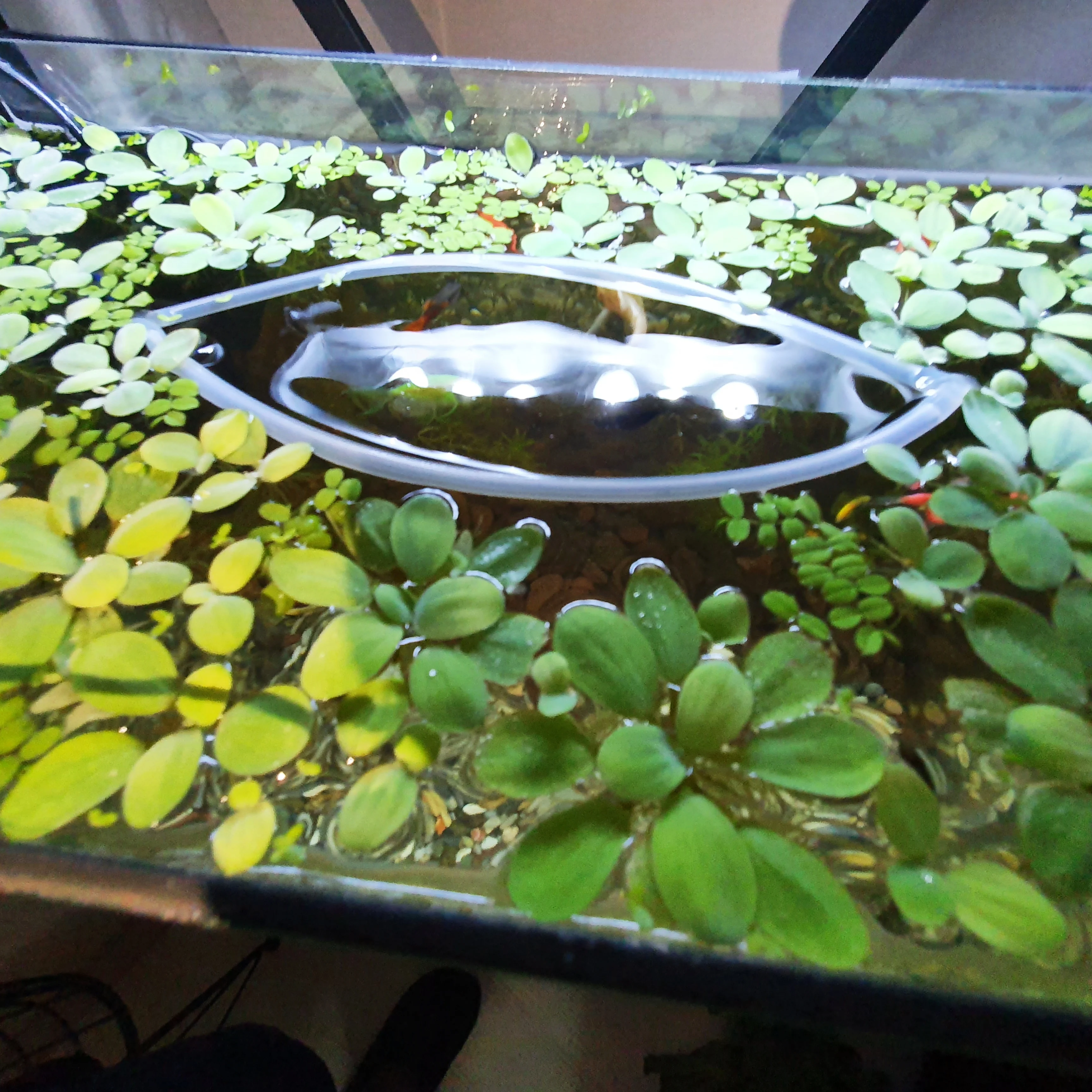 

Silicon separator for floating Plant aquarium equipment 20 cm 3 pieces very useful