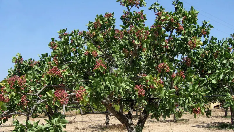 Фисташка высокогорная ( Pistacia vera )10 шт + подарочные семена|Семена| |