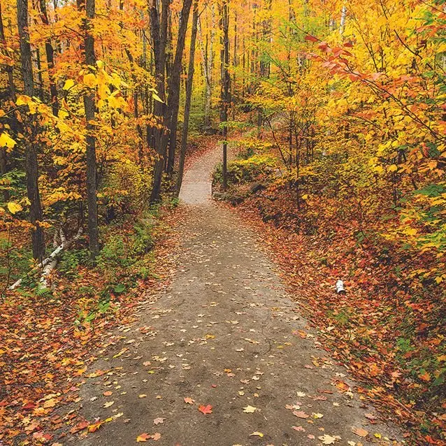 

Curtain A Path Running Through Forest Trees with Colorful Leaves During the Autumn Seasonal Orange Green Scenery Print