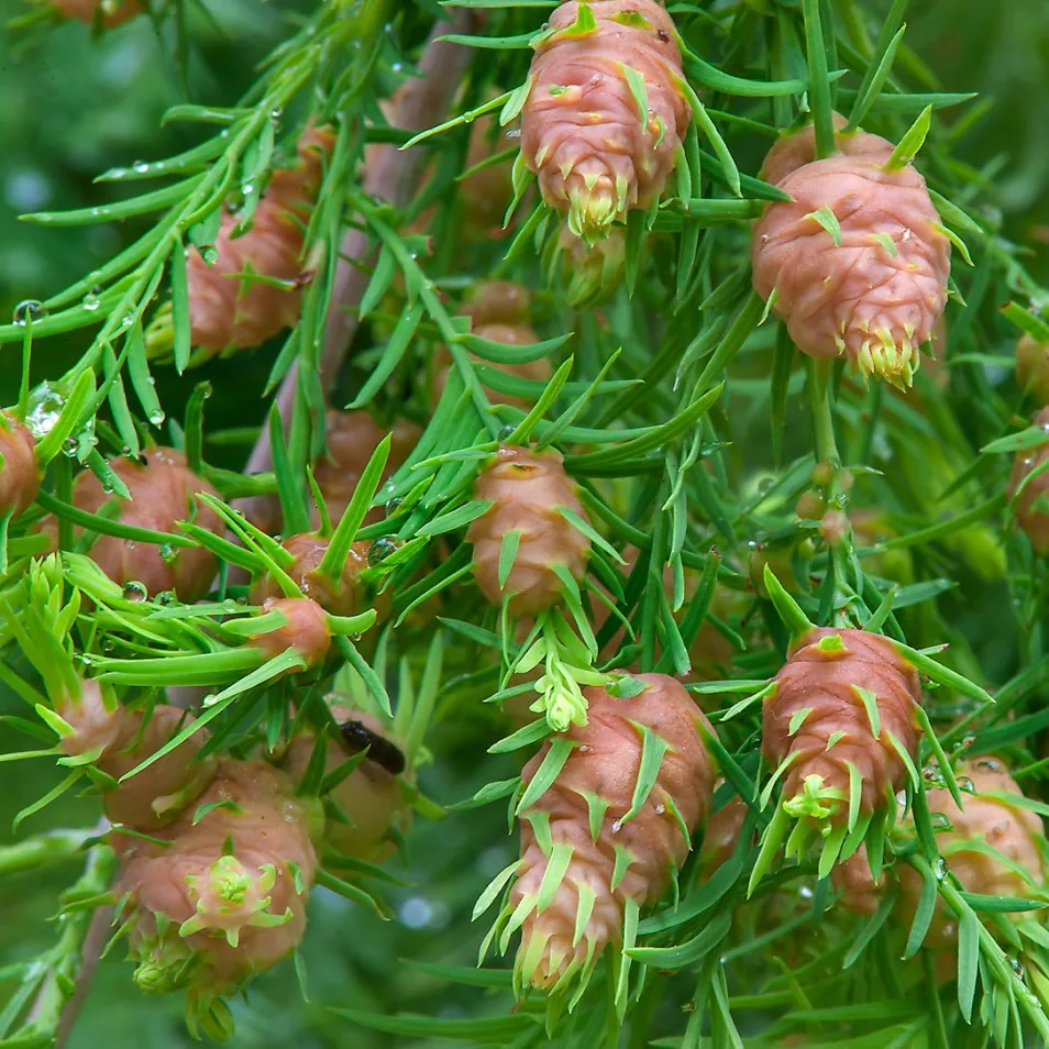 таксодиум болотный (taxodium distichum). таксодиум мексиканский (кипарис). таксодиум двурядный. таксодиум двурядный. таксодиум двурядный.