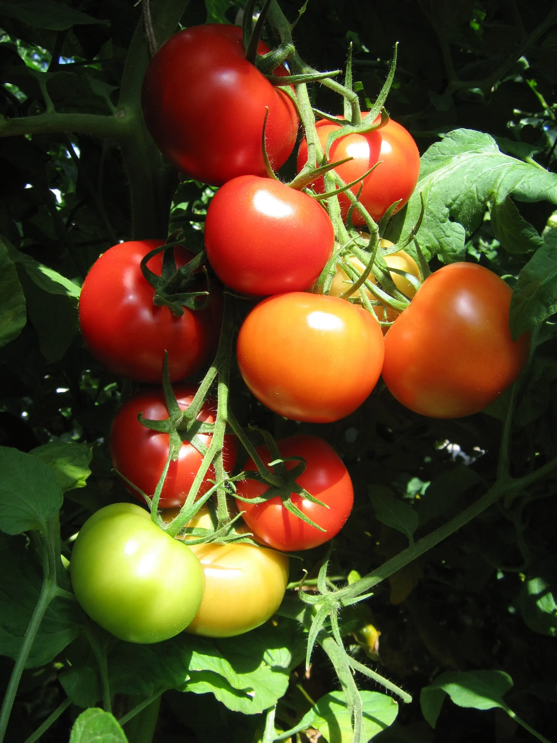 Томат адонис описание сорта. Томат адонис. Помидоры адонис. Томат адонис агросемтомс. Томат бурятии адонис.