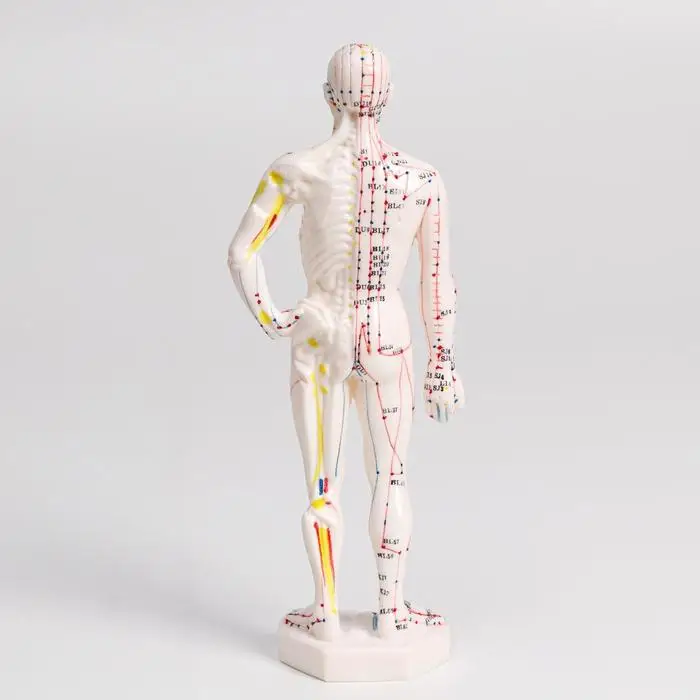 Модель для акупунктуры мужчина 26 см |