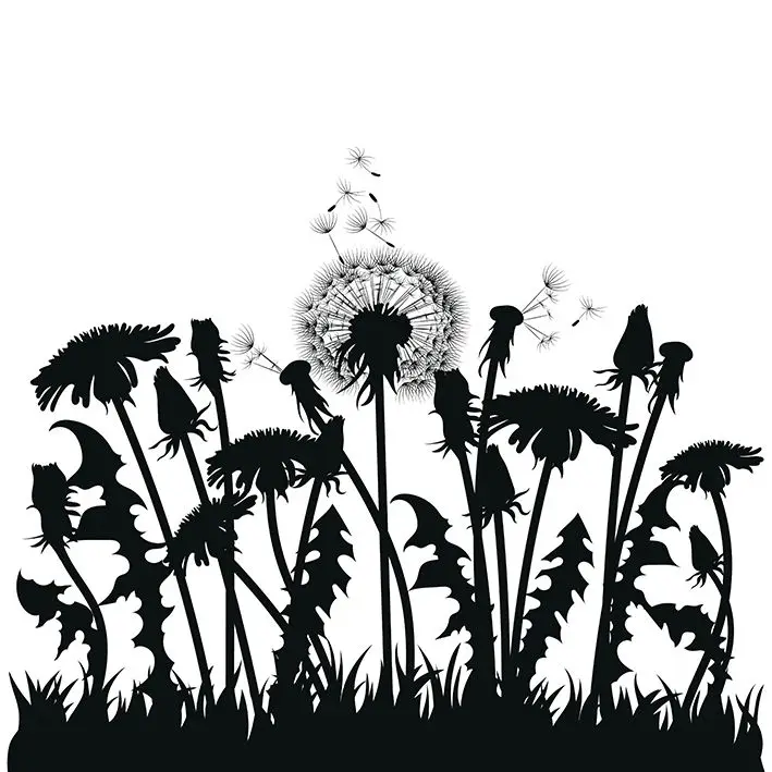 

Curtain of Field Dandelion Flowers Black Silhouettes on Plants of White Nature Artwork