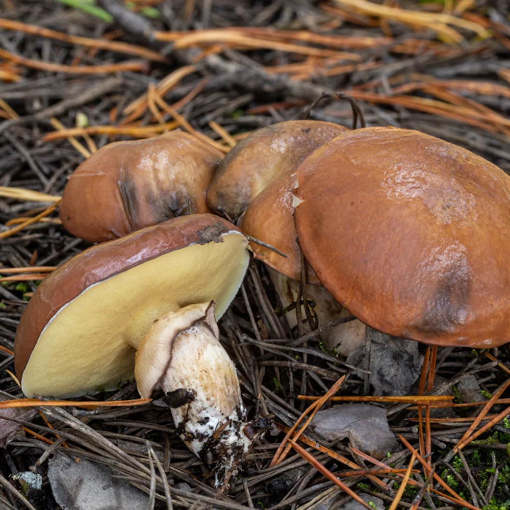 Есть гриб масленок. Гриб Suillus luteus. Грибы маслята. Съедобные грибы маслята. Маслёнок обыкновенный (Suillus luteus).