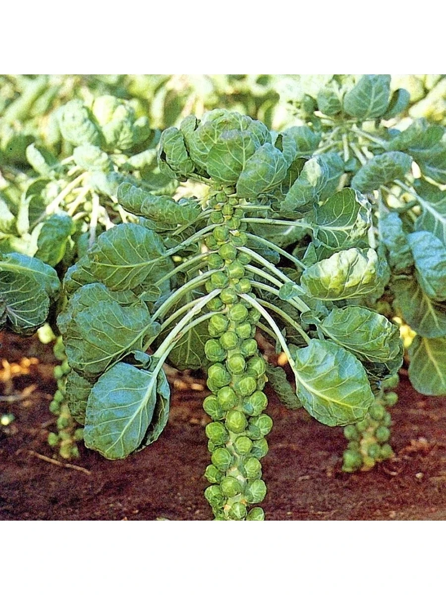 Брюссельская капуста рассада. Брюссельская капуста рассада. Брюссельская капуста семена. Как сажать брюссельскую капусту рассаду в грунт. Соцветие брюссельской капусты.