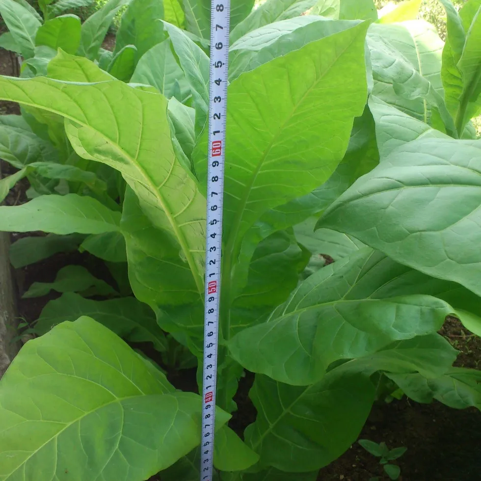 сорта табака отзывы. сорт табака берли 21. желтолистный 36 табак. сорта табака отзывы. табак сорт гавана.