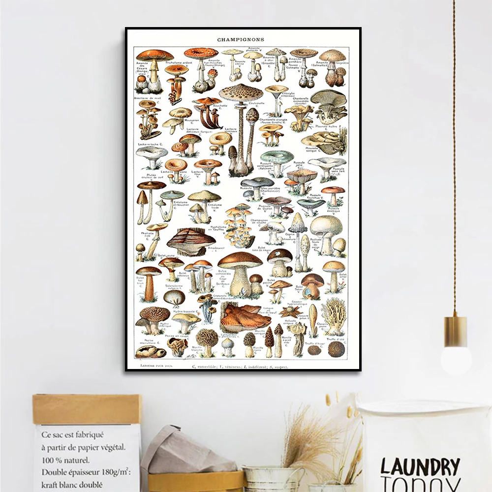 

Mushroom Science Illustration Poster Botanical Print Vintage Botanical Education Wall Art Canvas Painting Picture Home Decorate