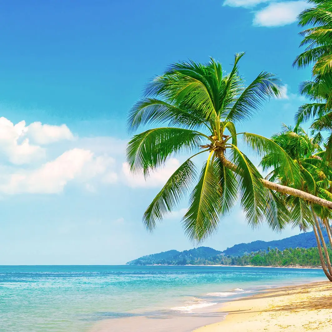 Занавеска тропический пляж пальмы с вокруг пушистых облаков на небе сохранять