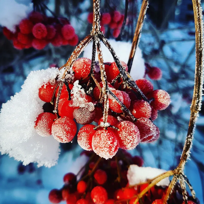 Калина ичанская (Viburnum ichangense) - Свежие семена 20 шт + подарок | Дом и сад