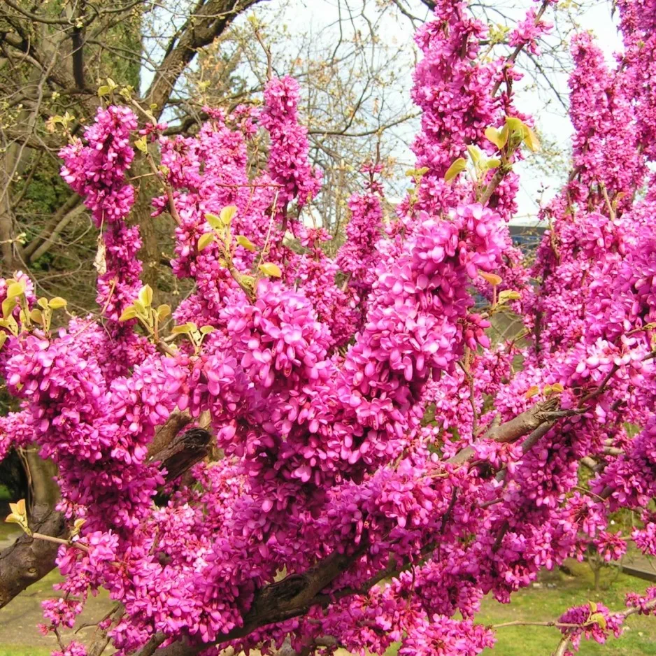 церцис канадский багряник. церцис канадский (багрянник). церцис багряник. багрянник. багряник иудино дерево.
