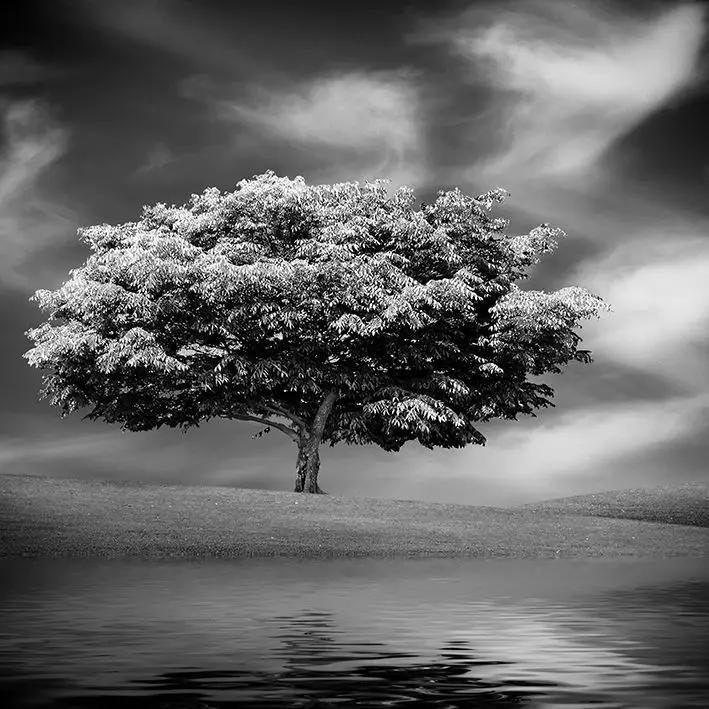 

Curtain Cloudy Sky Alone Tree Reflection on Water Wild Nature Landscape Photo in Black and Gray