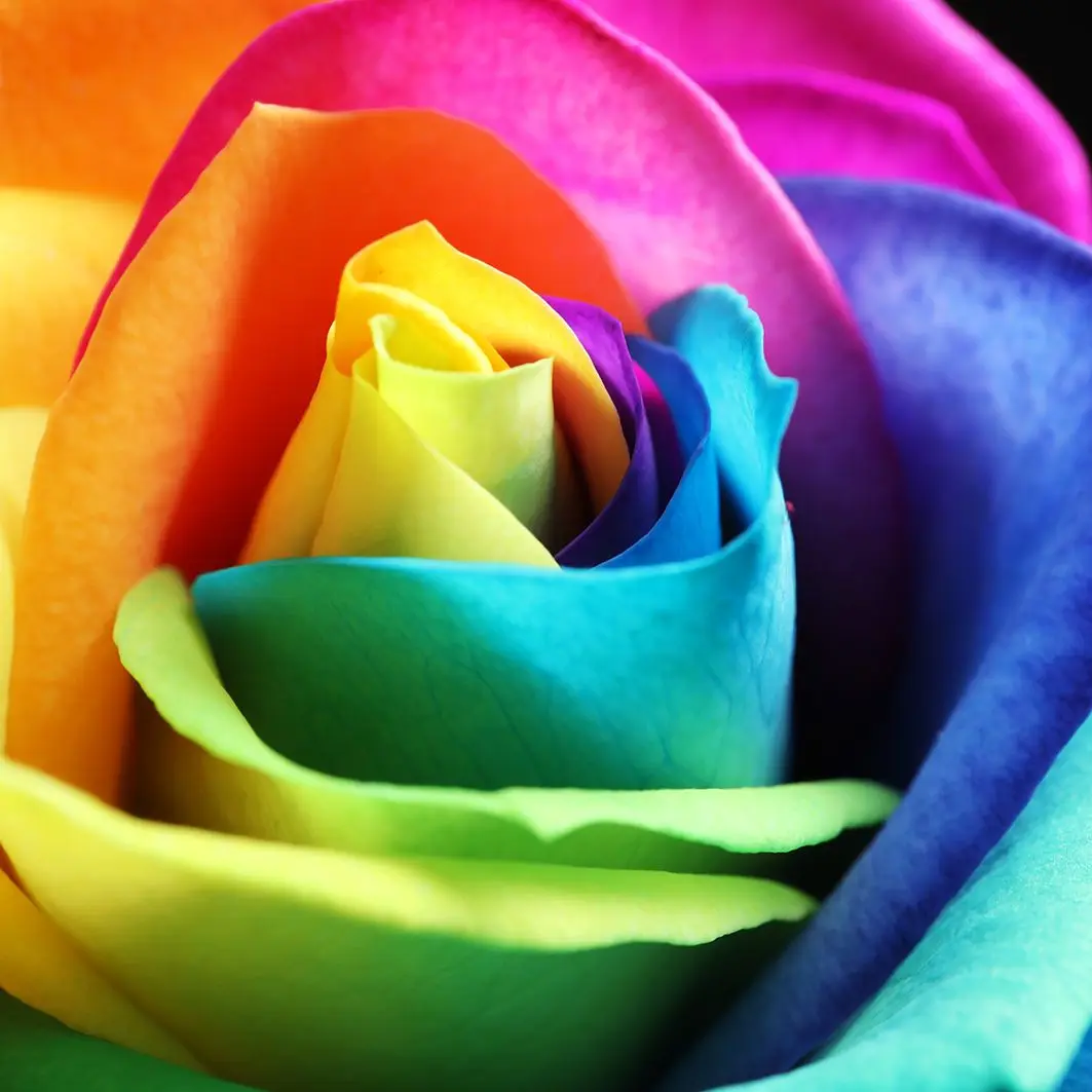 Занавеска Радуга Роза цветок на черном фоне природа цветы романтическое