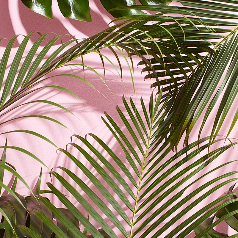 Модная картина из розовой пальмы на холсте настенные картины Vogue Pink Van винтажные