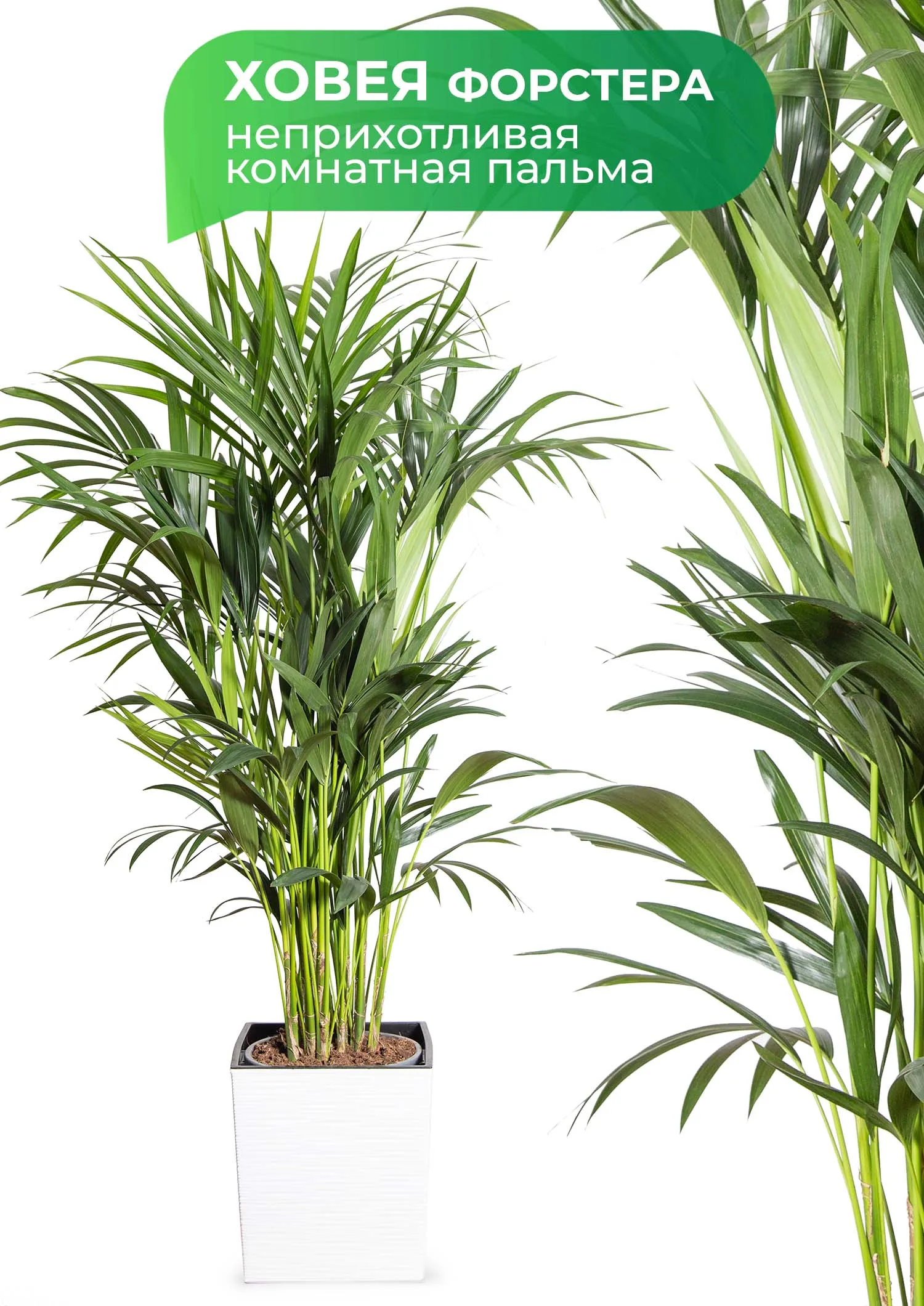 Купить Пальму Комнатную В Дмитрове