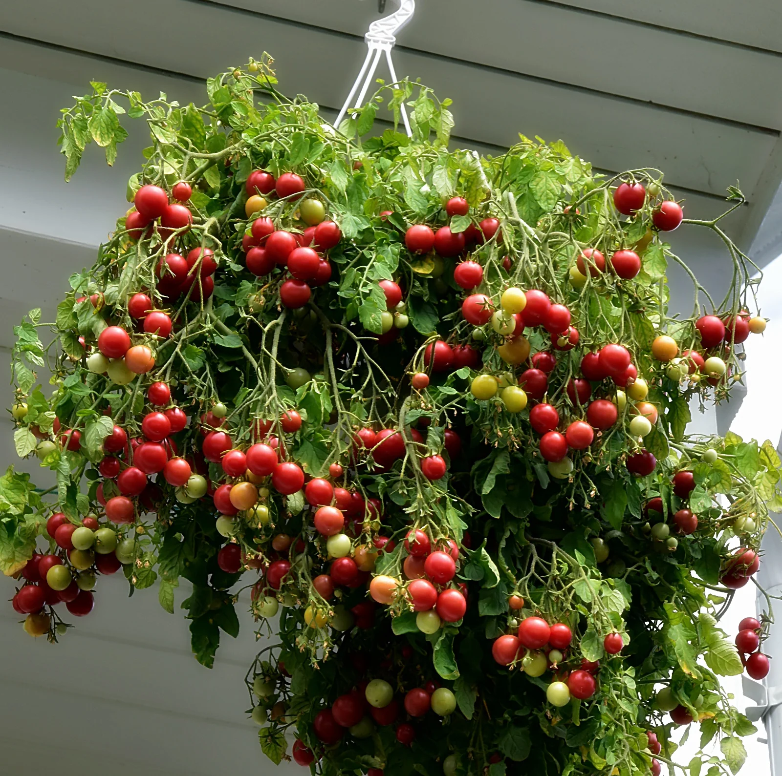 балконные томаты черри. кустики томатов черри. помидоры баяя. томат tumbling tom red ампельный. томат черри желтый ампельный.
