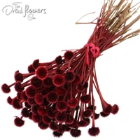 burdock flowers on a well blurred red purple green natural dried flower natural plant wedding decor home decor dried grass
