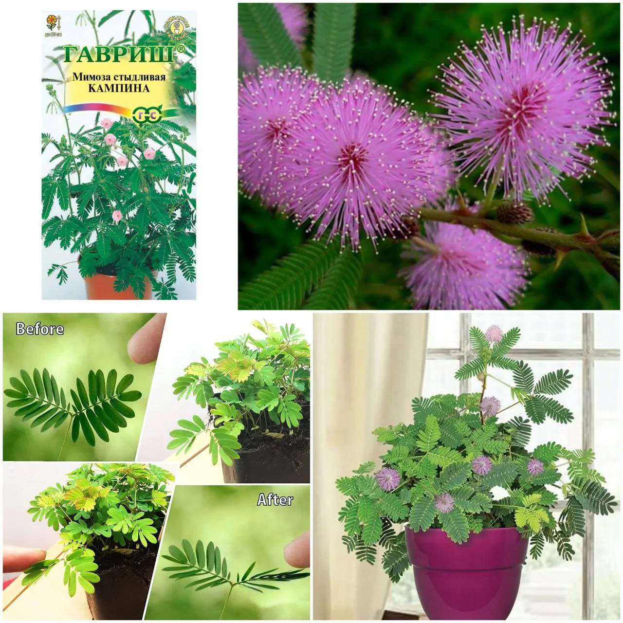 Мимоза Кампина (1 упаковка) Гавриш листья складываются стыдливая семена домашних