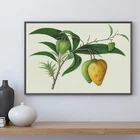 Постер с тропическими фруктами, манго, китайская винтажная Картина на холсте 19-го века, настенные декоративные картины для кухни, столовой